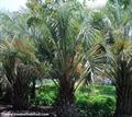 Butia purpurascens